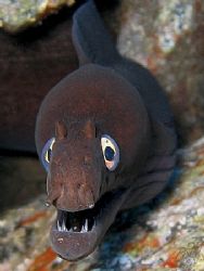 Black Moray (Muraena muppeti)from La Gomera in the Canari... by Brian Mayes 
